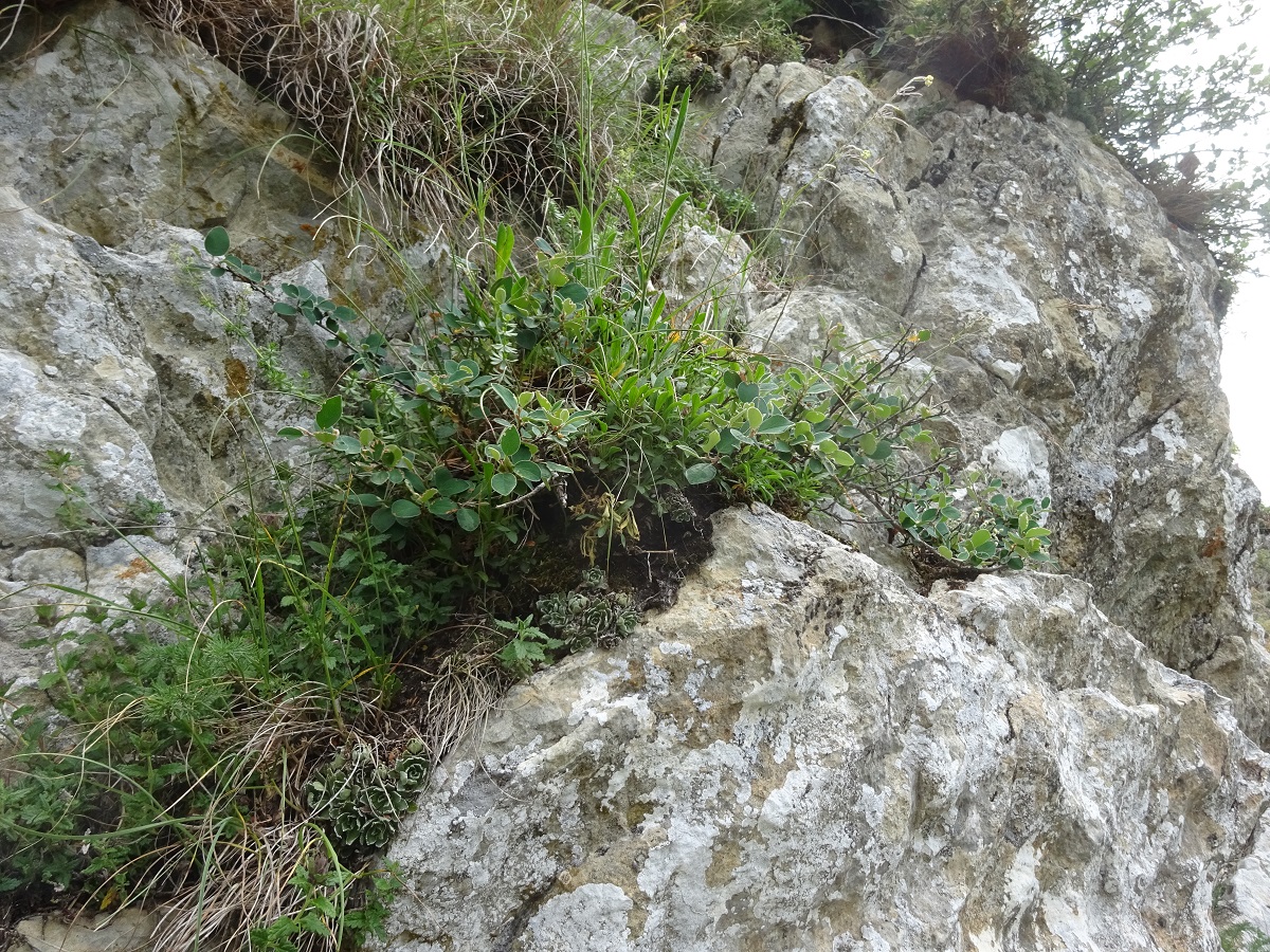 Cotoneaster integerrimus (Rosaceae)